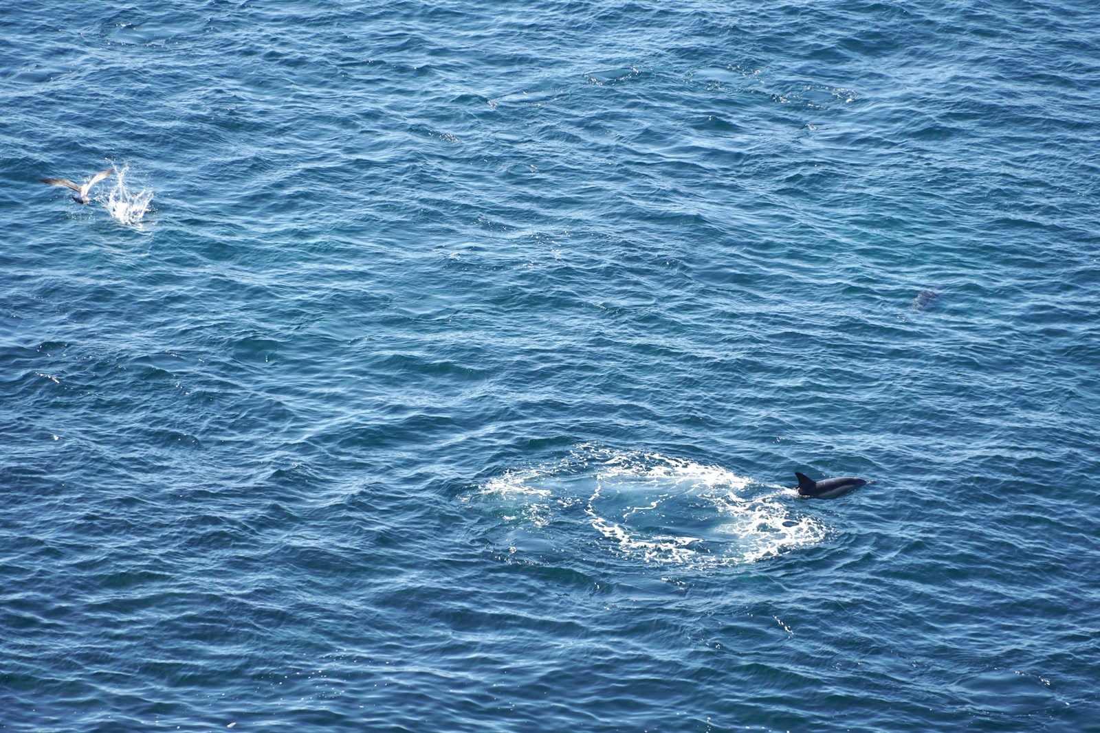 Safari de delfines